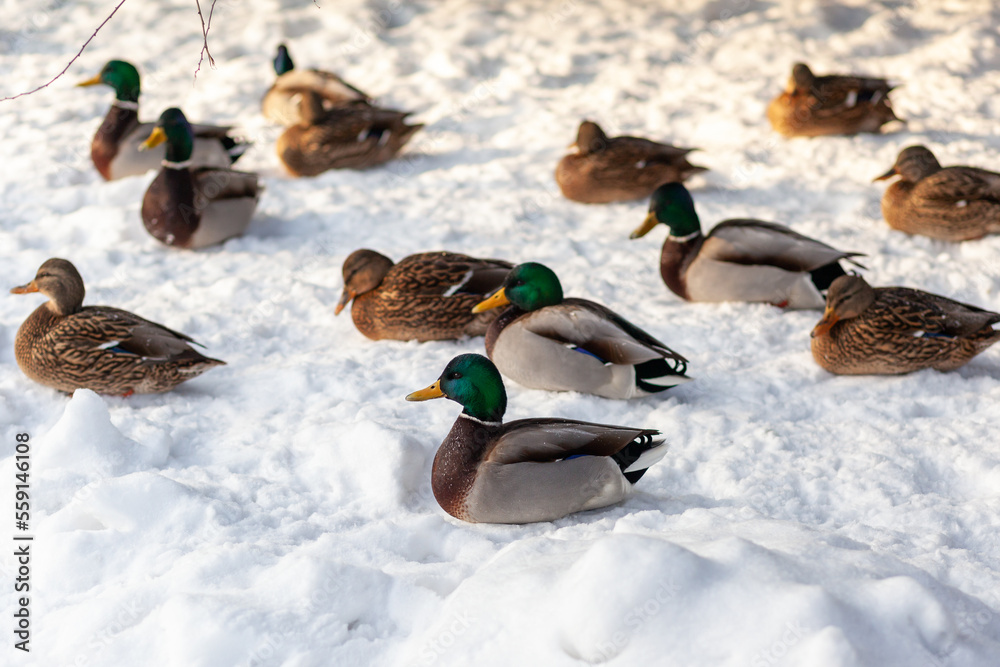 Ducks in a winter public park. Duck birds are standing or sitting in the snow. Migration of birds. Ducks and pigeons in the park are waiting for food from people. Ducks in a winter public park. Duck birds are standing or sitting in the snow. Migration of birds. Ducks and pigeons in the park are waiting for food from people.