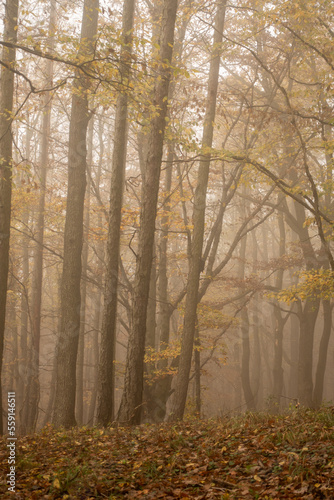 Autumn forest in the fog