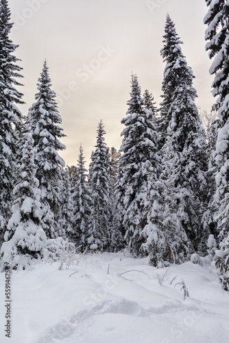 Winter road in a snowy forest, tall trees along the road. Beautiful bright winter landscape. There is a lot of snow on the trees. Winter season concept. Skiing trip