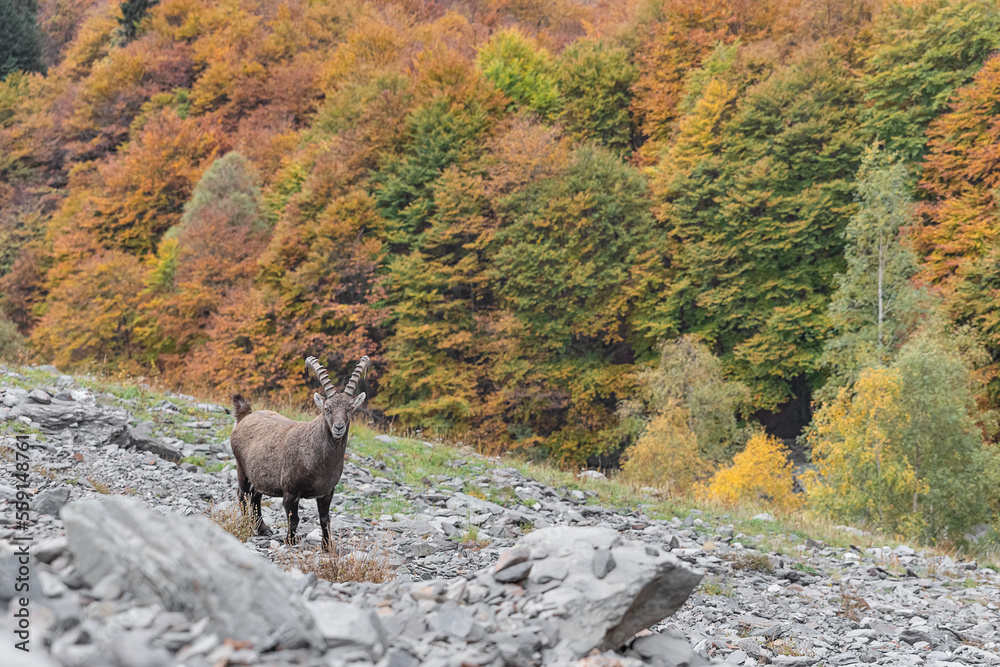 Alpine ibex with autumn colors on background (Capra ibex) Alpine ibex with autumn colors on background (Capra ibex)