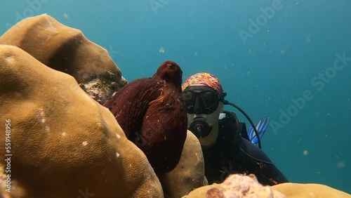 The reef octopus is not afraid of the diver. Octopus posing for the camera. It's an amazing feeling when you see that an underwater creature trusts you.