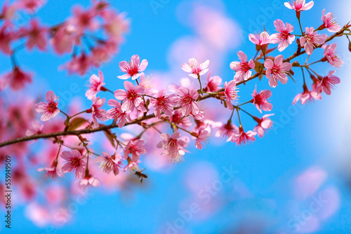 Cherry blossoms on nature background. beautiful pink cherry blossom branches on tree under blue sky  beautiful cherry blossoms during spring in garden  texture  flora  nature flower background