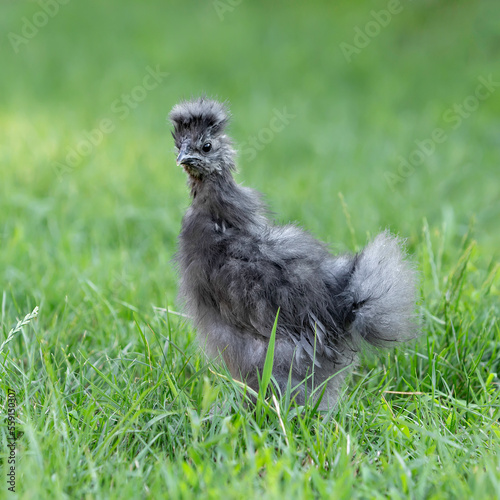 Grey Chinese Silky Chicken in Green Grass