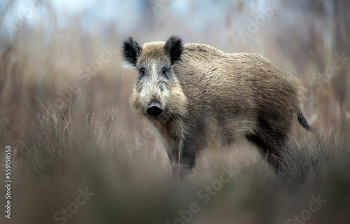 Wild boar close up ( Sus scrofa )