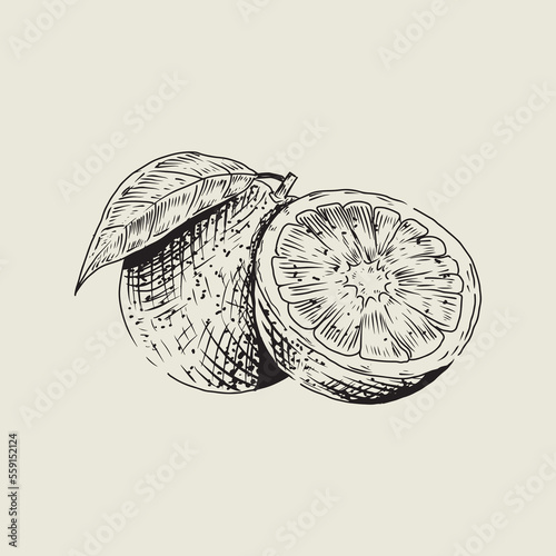 Orange drawing with vintage style