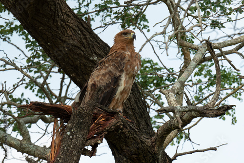 Canvastavla Aigle ravisseur,.Aquila rapax, Tawny Eagle