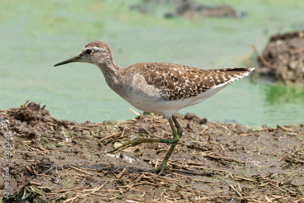 Chevalier sylvain,.Tringa glareola , Wood Sandpiper Chevalier sylvain,.Tringa glareola , Wood Sandpiper