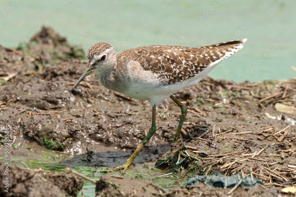 Chevalier sylvain,.Tringa glareola , Wood Sandpiper Chevalier sylvain,.Tringa glareola , Wood Sandpiper