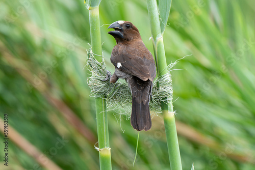 Amblyospize à front blanc, nid, .Amblyospiza albifrons, Thick billed Weaver photo