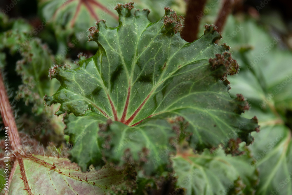 Beauty of nature, texture and pattern of green leaves, Begonia, Rhizomatous Begonia, Lettuce Leaf Begonia 'Bunchii' (Begonia) Beauty of nature, texture and pattern of green leaves, Begonia, Rhizomatous Begonia, Lettuce Leaf Begonia 'Bunchii' (Begonia)