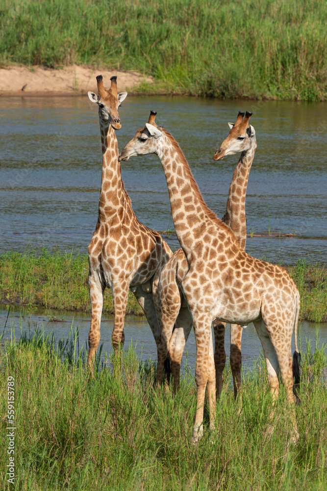 Obraz premium Girafe, Giraffa Camelopardalis, Parc national Kruger, Afrique du Sud
