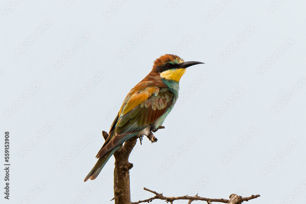 Guêpier d'Europe,.Merops apiaster, European Bee eater Guêpier d'Europe,.Merops apiaster, European Bee eater