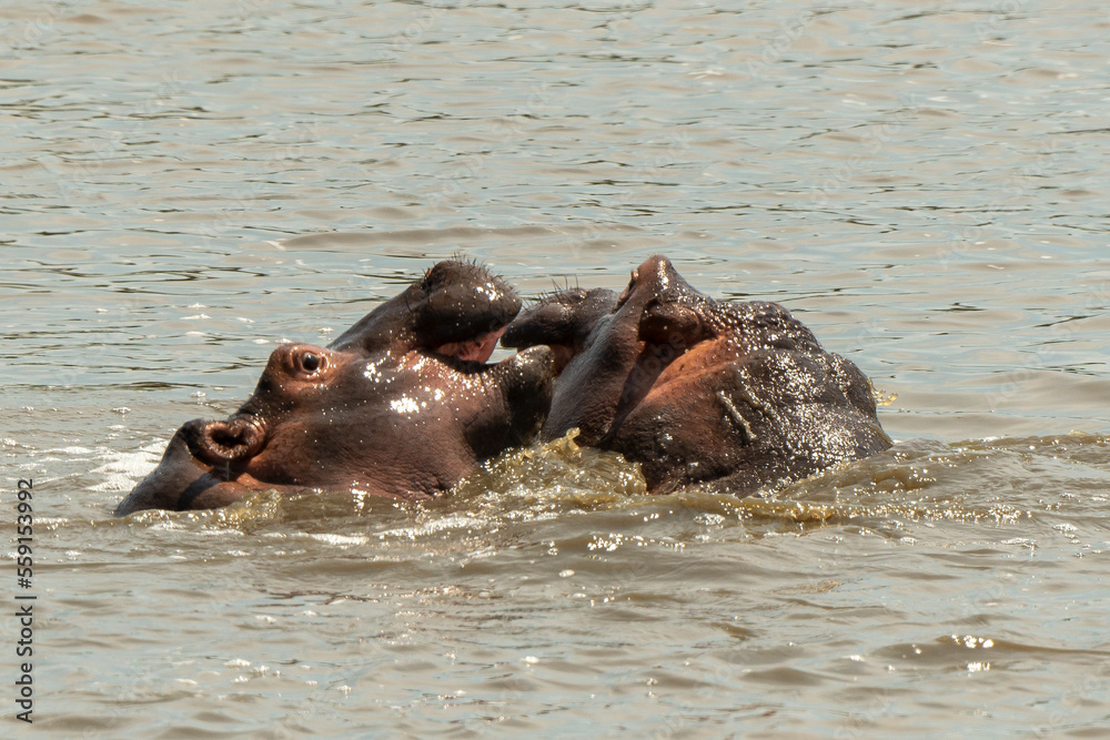 Hippopotame, Hippopotamus amphibius, Afrique du Sud