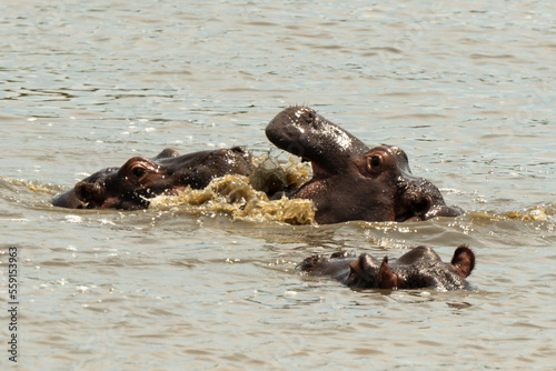 Hippopotame, Hippopotamus amphibius, Afrique du Sud