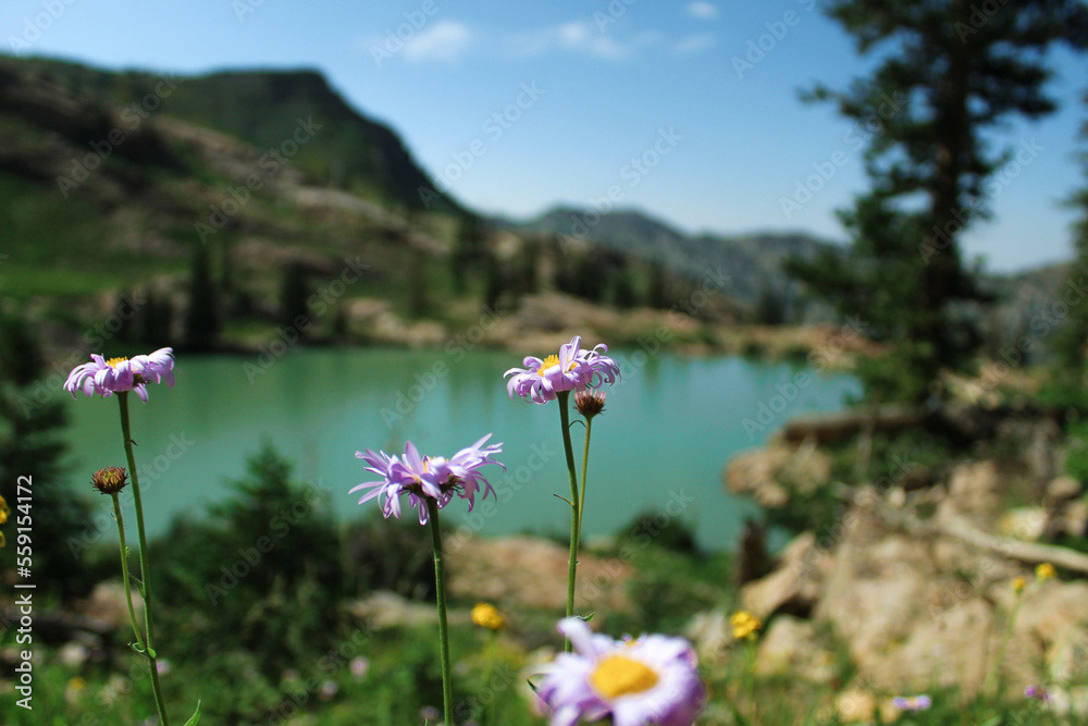 Obraz premium flowers in the mountains