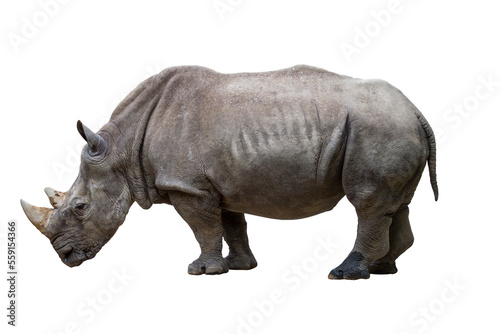 Rhinoceros is a large animal on a white background.