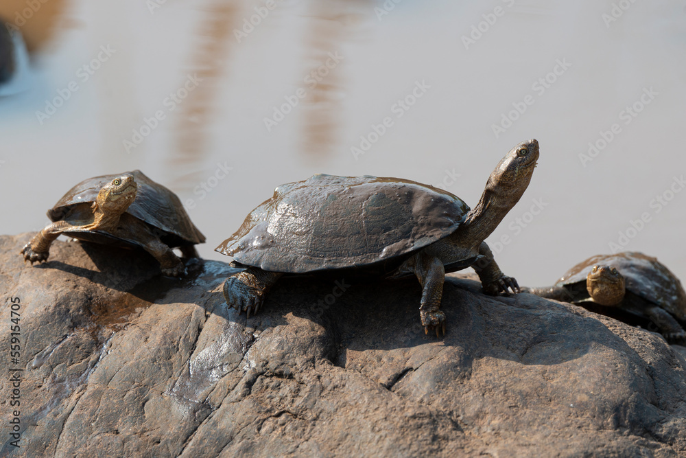Fototapeta premium Péloméduse noire, Pelomedusa subrufa nigra, Parc national Kruger, Afrique du Sud