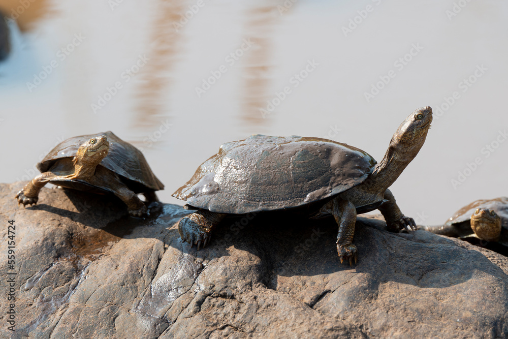 Fototapeta premium Péloméduse noire, Pelomedusa subrufa nigra, Parc national Kruger, Afrique du Sud