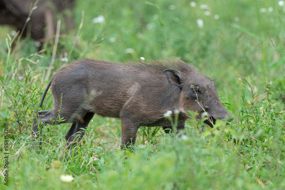 Phacochère commun, Phacochoerus africanus, Afrique du Sud Phacochère commun, Phacochoerus africanus, Afrique du Sud