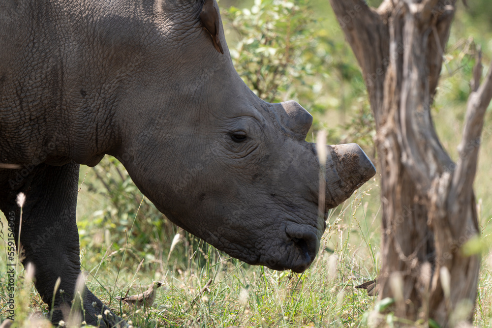 Naklejka premium Rhinocéros blanc, corne coupée, white rhino, Ceratotherium simum, Parc national Kruger, Afrique du Sud