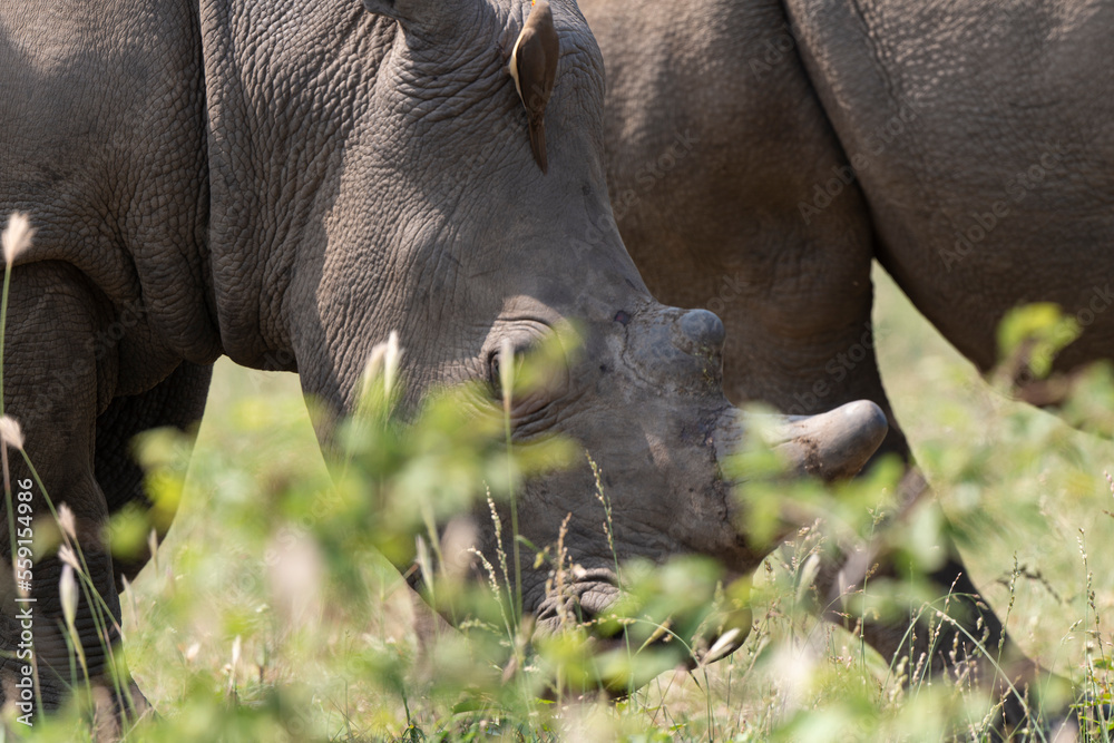 Fototapeta premium Rhinocéros blanc, corne coupée, white rhino, Ceratotherium simum, Parc national Kruger, Afrique du Sud