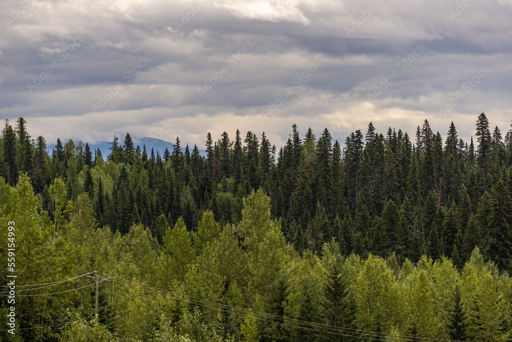 nature sceneries along the Highway from Prince George to Jasper National Park, Alberta, Canada 