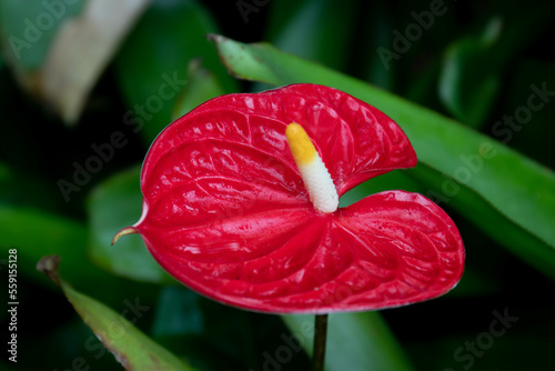 Close up Beautiful Blooming Red Anthurium Flower