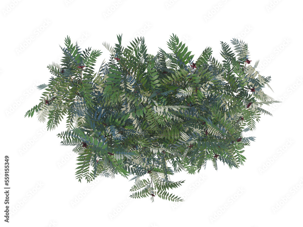 Fototapeta premium Staghorn Sumac top view png alpha channel