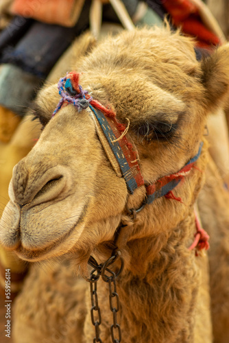 Camel in the wadi rum desert, jordan