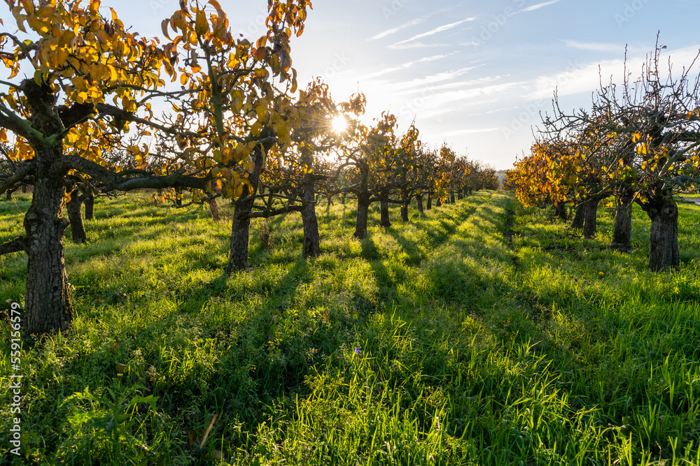 Naklejka premium Pear trees in an orchard in autumn with low sun and long shadows