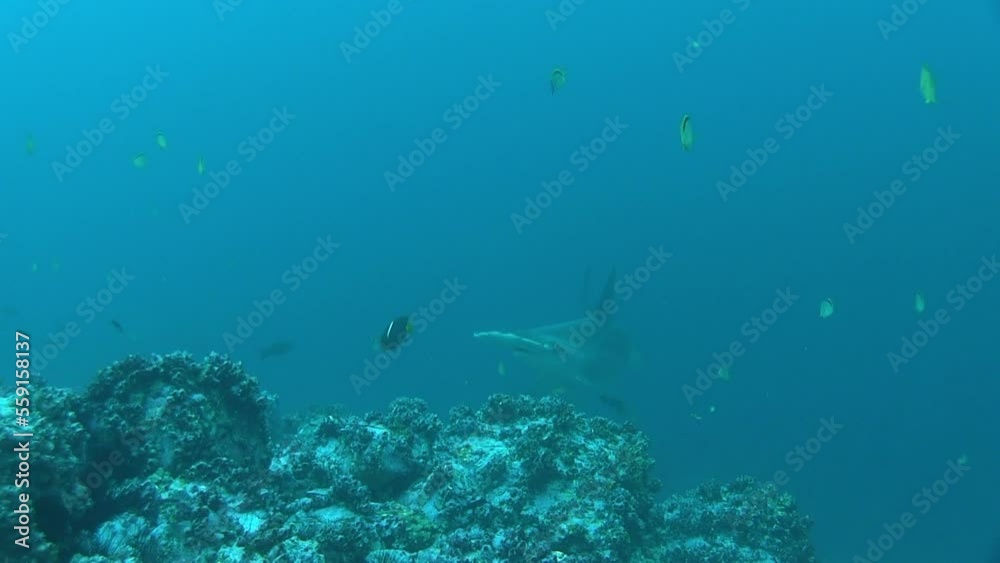 Hammerhead shark at Coco Is. Costa Rica Hammerhead shark at Coco Is. Costa Rica