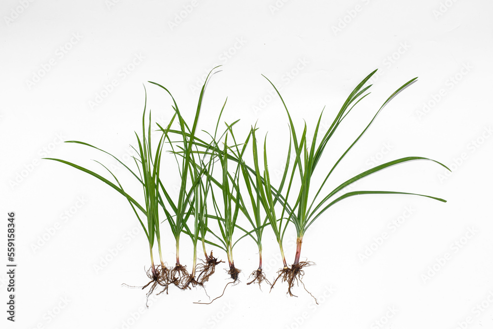 Nut grass (Cyperus rotundus Linn.) and seeds Stock Photo Adobe Stock