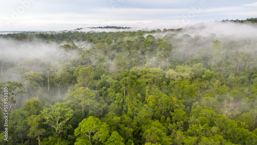 Aerial view of the Borneo rainforest.