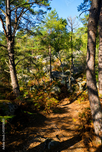 Autumn in Fontainebleau