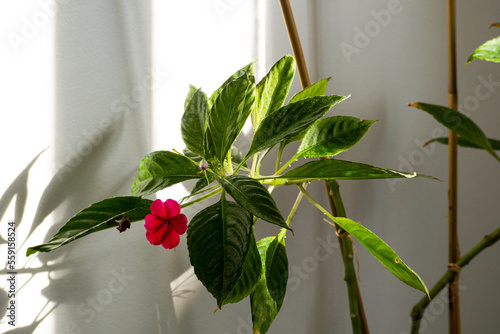 Spring loves flowers