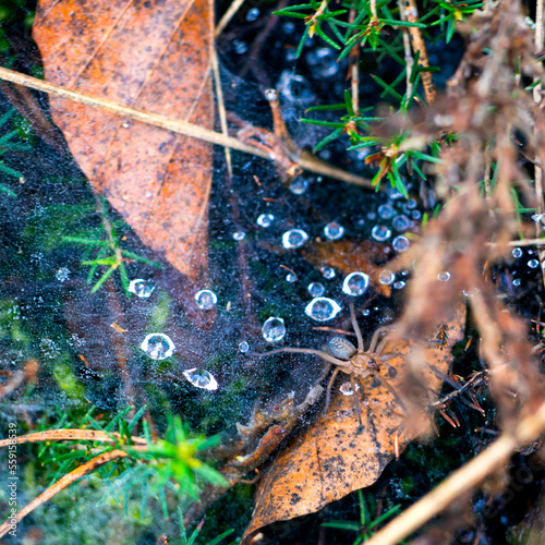 Wake up spider