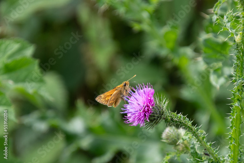 Large skipper butterfly nectaring on a thistle flower