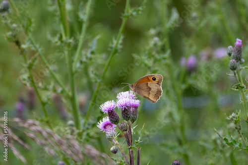 Meadow brown butterfly nectaring on a wild flower