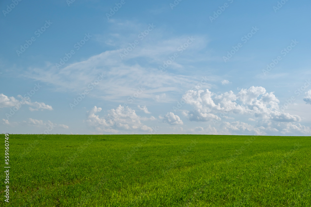 Beautiful landscape of meadows or pastures with green grass on background of blue sky with clouds.