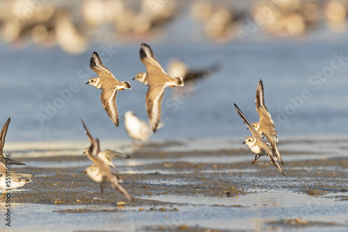 A flock of piping plovers (Charadrius melodus) landing on the beach.
