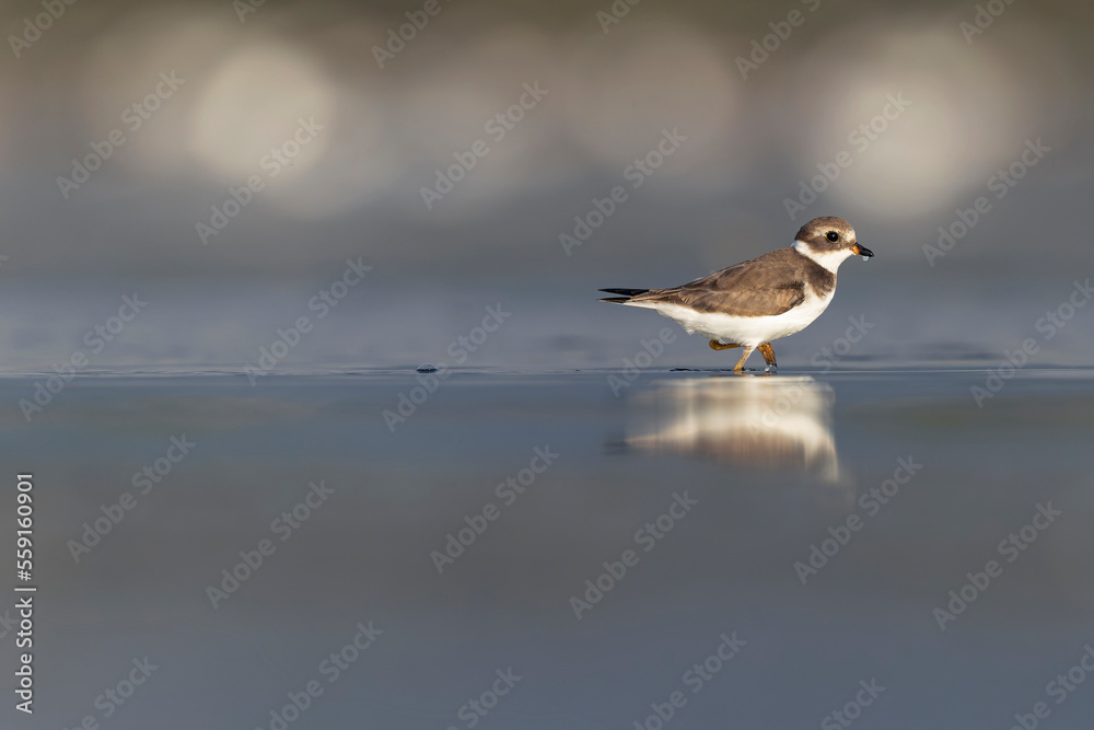 A semipalmated plover (Charadrius semipalmatus) foraging on a beach at sunset. A semipalmated plover (Charadrius semipalmatus) foraging on a beach at sunset.