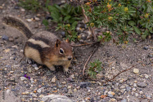 wild squirrel inside Banf National Park, Alberta, Canada