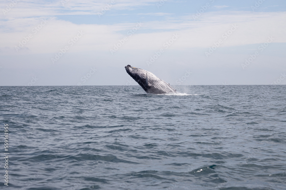 Fototapeta premium Whale jumping
