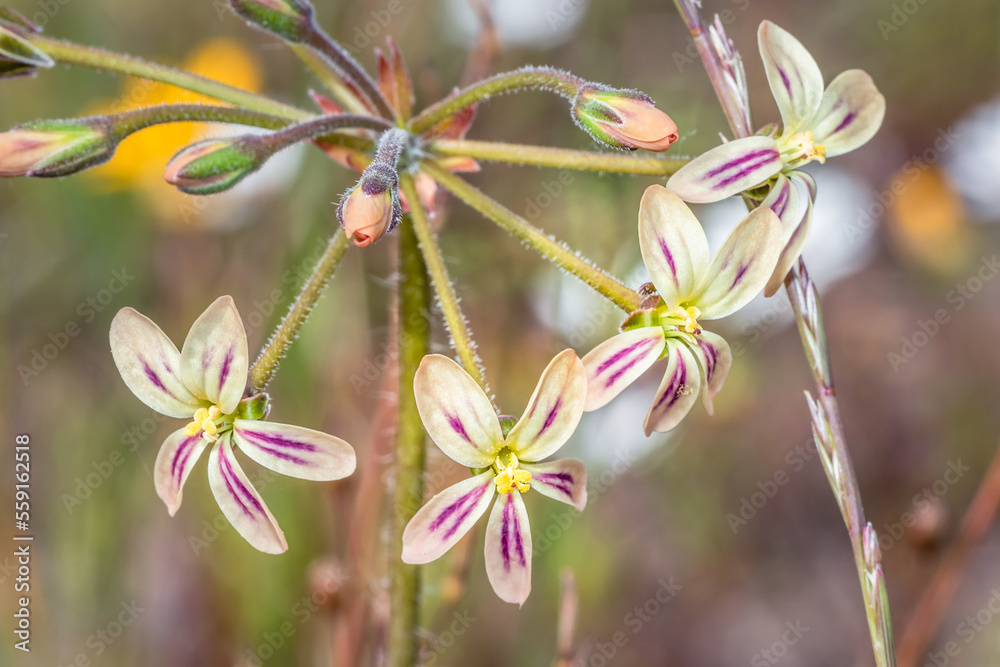 (Pelargonium Triste) Night scented pelargonium Wild flower during spring, Cape Town, South Africa (Pelargonium Triste) Night scented pelargonium Wild flower during spring, Cape Town, South Africa