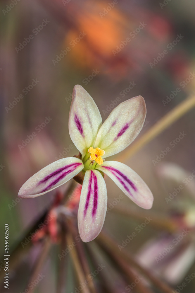 Fototapeta premium (Pelargonium Triste) Night scented pelargonium Wild flower during spring, Cape Town, South Africa
