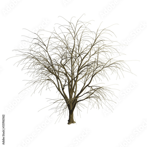 Albizia tree with transparent background 