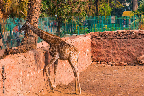 Canvas Print giraffe in the zoo