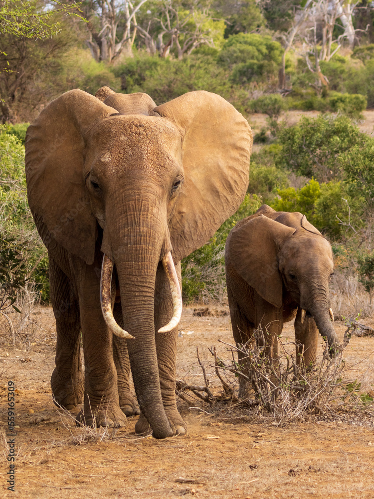 Fototapeta premium African bush elephant with young