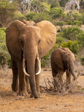 African bush elephant with young