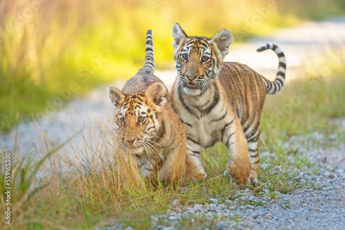 The pair of cute Bengal tiger  cubs walking against the camera outdoors. Horizontally. 